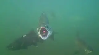 Underwater Salmon Bite (Quick 60-Second Edition)