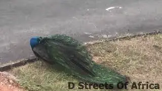 Watch the Peacock parade with it&rsquo;s beautiful nature