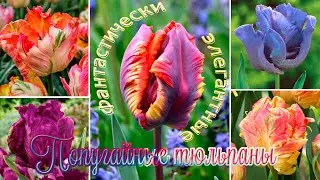 ПОПУГАЙНЫЕ ТЮЛЬПАНЫ: великолепие живого произведения искусства. Cорта и названия.