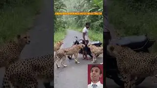 A man & bike surrounded inspecting by cheetahs #cheetah #wildlife #shortvideo #aivideo #viral video