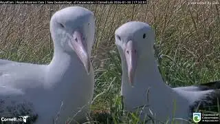 26.01.30 Royal Albatross Cam - BOK才離開一天就回來 BOK Returns After Just One Day