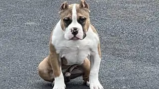 “Top shelf” term what does it mean? How can you justify giving YOUR bully that title? My view