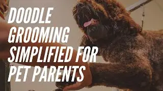 Doodle Grooming Simplified for Pet Parents Ebook Explained