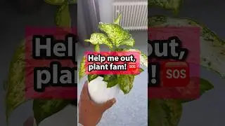 We are in truble 😱#sos #sendhelp #plants #indoorjungle #plantaddict #houseplants #garden #plantcare