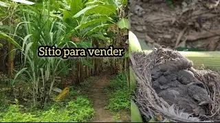 597 #sítio 7.7 hectares para vender em Belo Jardim