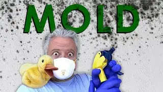 How to Actually Fight Mold in Your Home