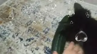Eclipse reacts to cucumber[21