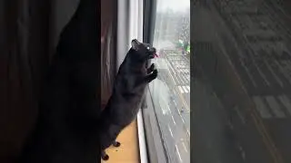 Cat Licks Window | Funny Face
