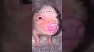 pig core😅Just the sound of him eating🤣 #living_life #funny #Pig #Shorts #viralvideo #animals