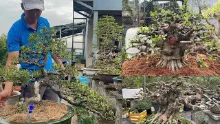 Thanh Bonsai//0798096577// Ngày 05/02/2026 Giao lưu Mai Chiếu Thủy, Linh Sam, Sam Núi Trái, Tùng