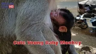 Newborn Monkey Jessie Cry Loudly Cos Angry Mom No Take Care Her, Newborn Baby Monkey