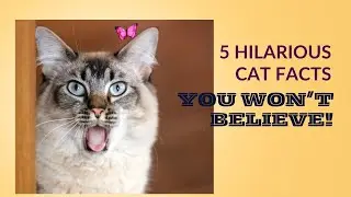 5 Hilarious facts about your cat! #funnycats #cat #catlover #kitten #viral #catfacts #babycat #cats