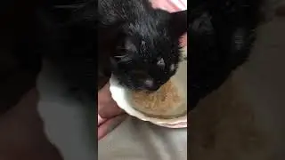 black cat eating oatmeal 🐈&zwj;⬛ #cattissimi