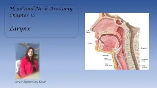 12. Anatomy of Larynx | Muscles of Larynx | Nerve supply of Larynx | Vocal Cords | Rima Glottidis
