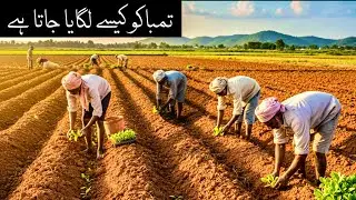 تمباکو لگانے کا طریقہ How to plant tobacco