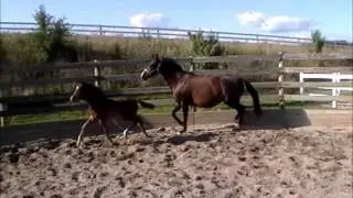 Fhez 8-11-11.wmv