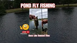 Pond Fly Fishing Fun! COAF Field Team is live!