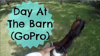 Day At The Barn