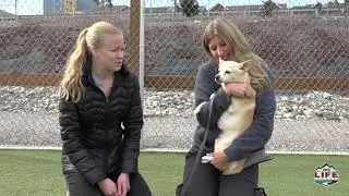 Kennel Kameos - Cracker Jack