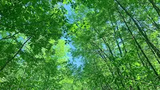 Nature Therapy  💛💚🌳 4K Forest Scenery & Sounds
