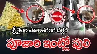 Leopard in Srisailam priest's house #Srisailam #Leopard #SrisailamTemple | Mahaa Bhakti