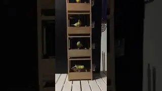 Harzer Edelroller Stamm