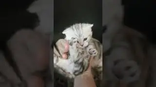 Котята