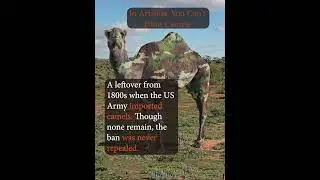 In Arizona, You Can't Hunt Camels #StrangeLaws #Arizona #WildlifeLaws