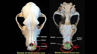 Skull bone  part 1 (veterinary anatomy)