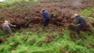 Bracken Clearance at Birkrigg Common (Morecambe Bay Partnership)
