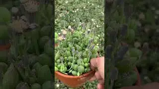 Senecio Herreanus String of Watermelon. #Growzen #plants #timelapse #plantsproduction #suculents