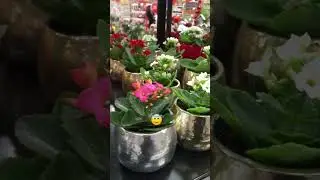 Beautiful mini flower pots at Sobeys Toronto Canada #shorts #flowers #beautiful #canada #ytviral