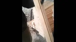 Arici ucun en yaxsi yesik