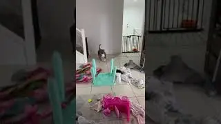 When dog regrets his decisions... #shorts #dog #cat