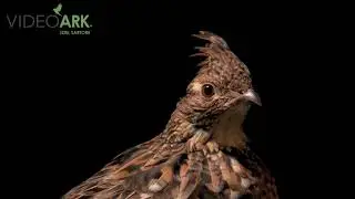 A ruffed grouse (Bonasa umbellus monticola) from a private collection.