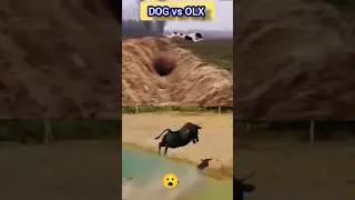 DOG vs OLX very long jump #shorts #shortfeed #longjump #dog #olx