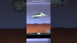 This Fish Can Breathe AIR and Walk on Land?! #animals #nature #shorts #shortsfeed