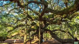 Angel Oak
