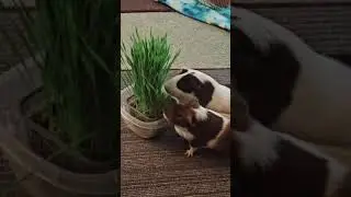 #snacktime for da Boyz 😎 #boomboompow #piggiesfun #trendingshorts #funny #cute