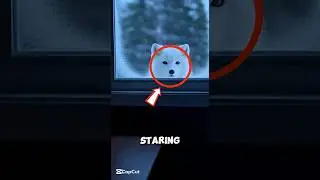I Taught My Snow Fox To Catch Cheaters And She's Never Wrong.
