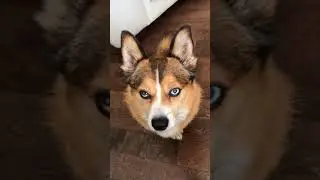 The most beautiful Pomsky in the world￼