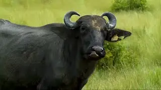 Ganadería regenerativa en bufalinos - La Finca de Hoy