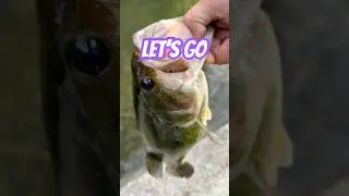 【Bass fishing】prespawn largemouth【spawning】#shorts