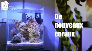 AQUARIUM NANO RECIFAL FACILE (ET PAS CHER) - UPDATE - NOUVEAUX CORAUX