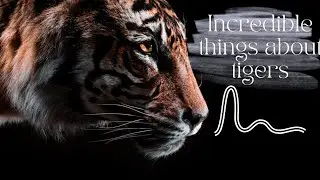 8 Incredible Things About Tigers | How to Survive a Tiger Attack