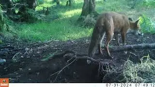 Fox eating prey