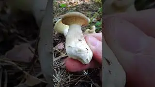 ВОДКА И ГРИБЫ - ГРЕМУЧАЯ СМЕСЬ!!! Говорушка булавоногая.