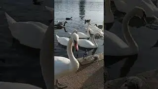 Birds#london #park #hydepark#hydeparklondon #boating