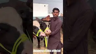 Анмул Габбон Джотиан в Нанкане #buffaloes