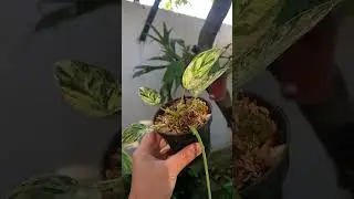 Philodendron ilsemanii Philippines / Philodendron Emerald Ice Variegata #lookaroid #tanamanhias